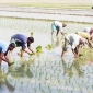 গাইবান্ধায় ১ লাখ ২৮ হাজার হেক্টর জমিতে আমন চারা রোপনের লক্ষ্যমাত্রা নির্ধারণ