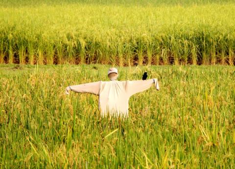 ছবি : সংবাদ সংক্রান্ত