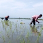 শীত উপেক্ষা করে চলছে বোরো ধান রোপনের প্রস্তুতি